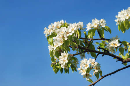 Blooming in May apple tree against a background of clear sky.の写真素材