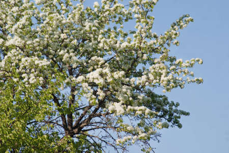 Blooming in May apple tree against a background of clear sky.