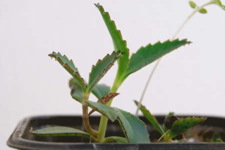 Young sprout kalanchoe close-up on a white background.