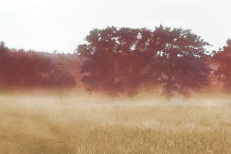 Three poplars in the morning fog in the fields near the hills.の写真素材