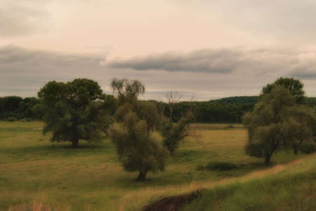 Lonely big trees growing on summer cloudy meadows.の写真素材