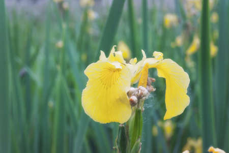 Blooming on the shore of the lake is the flower of the yellow iris pseudacorus