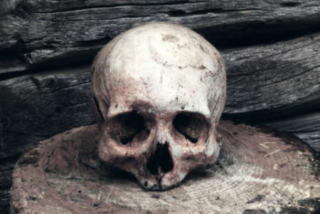 Real human skull on the background of a wooden wall.の写真素材
