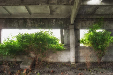 Trees growing inside ruined abandoned farm buildingsの写真素材