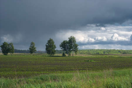 Lonely birches on agricultural fields under a rainy sky.の写真素材