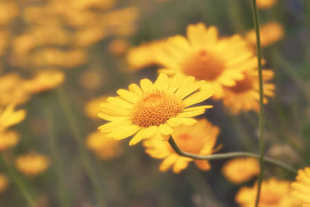 Beautiful yellow wild flower daisy close-up on glade.