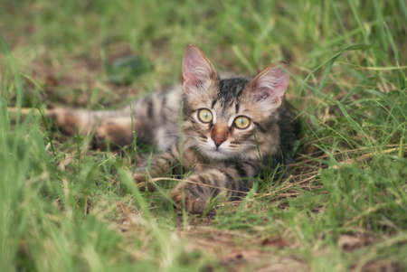 A beautiful striped  playing  and hunting kitten of unknown breed  in the grass in the open air.の写真素材