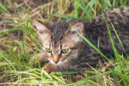 A beautiful striped playing and hunting kitten of unknown breed in the grass in the open air.の写真素材