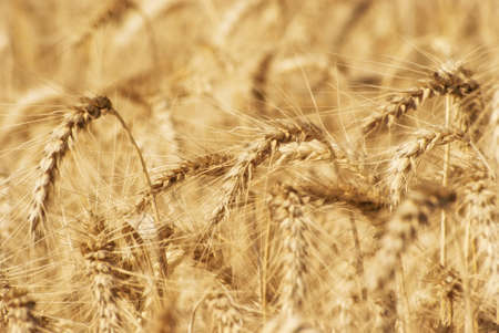 Ripe golden ears of wheat grain in the fields of the Saratov region. Agriculture.