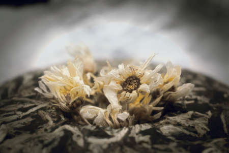 Flower collection for chamomile tea. Herbs of Russiaの写真素材