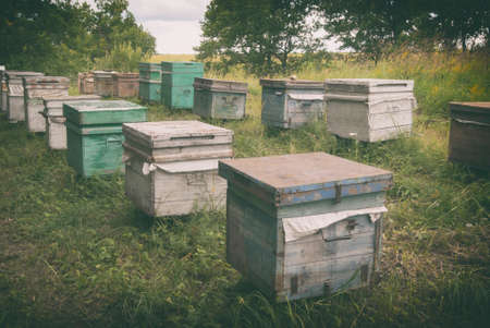 Bee apiary standing near the forest in the fieldsの写真素材