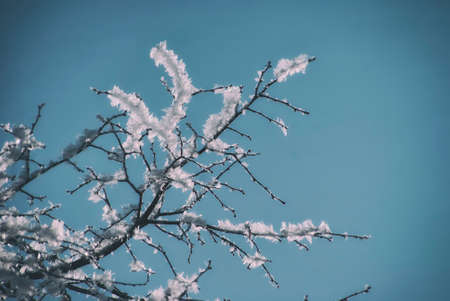 Hoarfrost on snow-covered branches of trees, winter frosty clear day.の写真素材