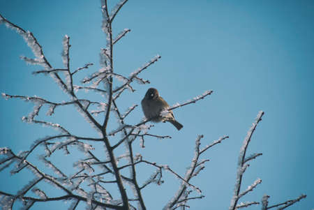 A sparrow on branches covered with snow and hoarfrost against the backdrop of a clear February sky.の写真素材