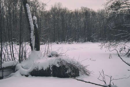 The frozen swamp lake in the Russian evening snow-covered forest.の写真素材