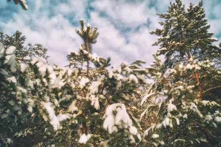 Pine forest in the rays of the evening winter sun.の写真素材