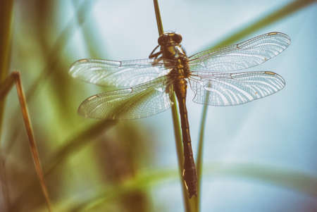 Dragonfly in spring in May on the stem of a plant above the river close-up.の写真素材