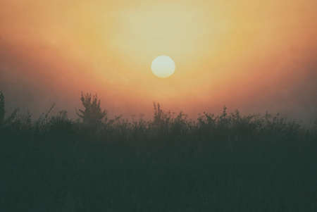 Silhouette of June grasses against a background of soft sunlight at sunrise.の写真素材