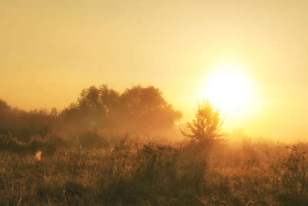 A young tree in the valley illuminated by the rays of the summer morning sun.の写真素材