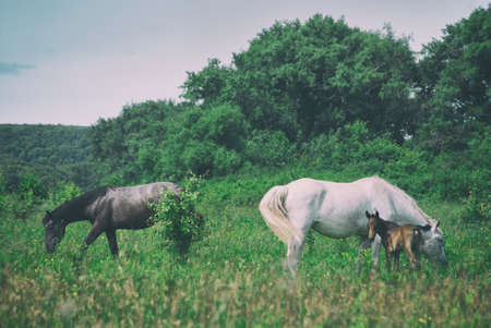 White horse mum with foal and black horse father graze in the green summer hilly valley..