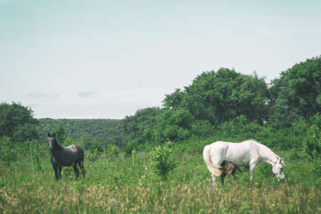 White horse mum with foal and black horse father graze in the green summer hilly valley.の写真素材