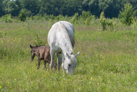 White horse mum with foal and black horse father graze in the green summer hilly valley..の写真素材