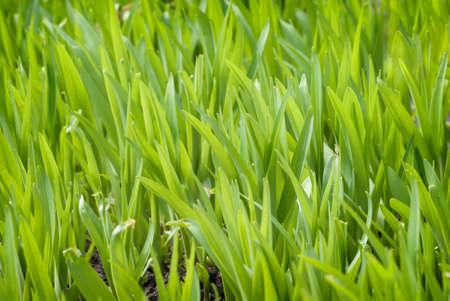 Delicate texture of spring juicy grass under the sunlight.