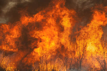 The raging flame of fire burn in the fields, forests and black thick acrid smoke.