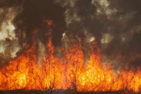 The raging flame of fire burn in the fields, forests and black thick acrid smoke.