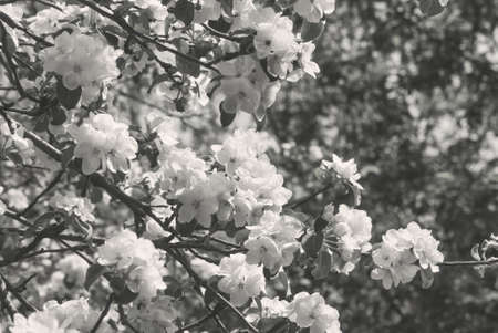 A flowering apple tree branch. Stormy bloom of apple in spring.の写真素材