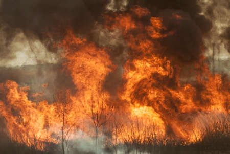 The raging flame of fire burn in the fields, forests and black thick acrid smoke.の写真素材