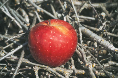 Red juicy firm fruit apple under sunlight on lying on branches in an autumn garden. The concept of a...