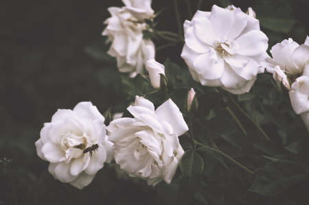 Beautiful bush flowers, white garden roses in the evening light on a dark background for the calendarの写真素材