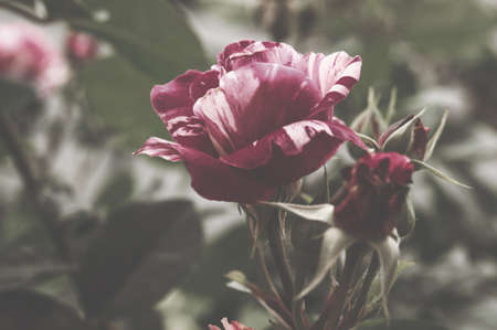 Beautiful bush flowers, red white striped garden roses in the evening light on a dark background for the calendarの写真素材
