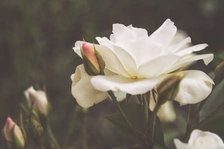 Beautiful bush flowers, white garden roses in the evening light on a dark background. Gothic styleの写真素材