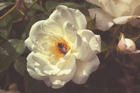 Beautiful bush flowers, white garden roses in the evening sunshine on a dark background for the calendarの写真素材