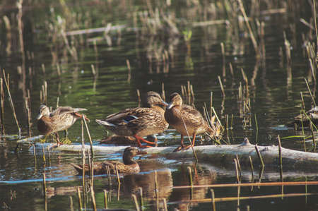 A flock of young ducks rest on the lake. Wild living nature of Russia.の写真素材