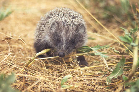 Small cute hedgehog walking on a meadow in the summer grass closeup.の写真素材