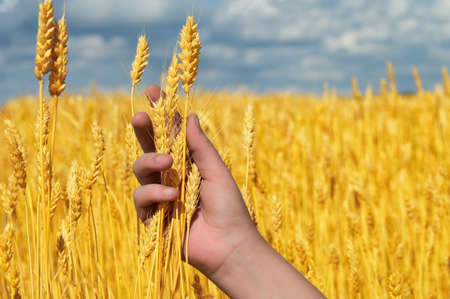 Ears of yellow golden ripe wheat in hand on agricultural fields of Saratov region.の写真素材