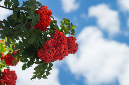 Rowan branch with a bunch of red ripe berries against a blue sky with rare clouds.の写真素材