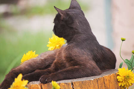 Street black graceful cat resting on a stump on a background of flowers.の写真素材