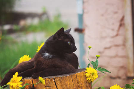 Street black graceful cat resting on a stump on a background of flowers.の写真素材