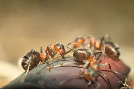 Big hardworking ant, astride a huge beetle is a close up. Life in anthill and hunt of insects. Macro.の写真素材