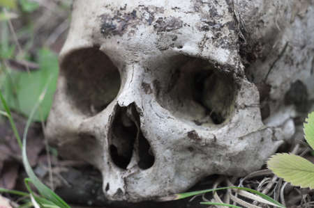 The remains of medieval warrior on the battlefield in the autumn. Real human skull on a nature grass...