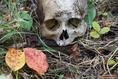 The remains of medieval warrior on the battlefield in the autumn. Real human skull on a nature grass field. Gothic background.の写真素材