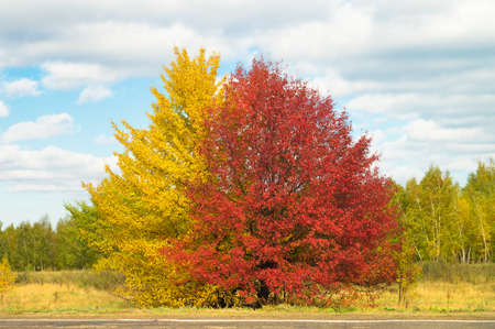 Large spreading yellow and red color bright trees in picturesque autumn valley, against a background of blue sky with sparse clouds. Days landscape in beautiful nature of Russiaの写真素材