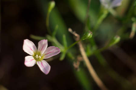 White small five-petal meadow flower with purple veins. Close-up macro photoの写真素材