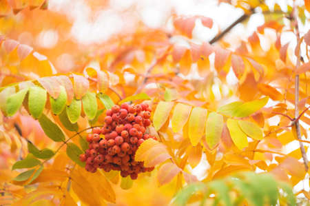 Red leaves of rowan on a blurred autumn background of nature. Rowanberry Branch in Octoberの写真素材