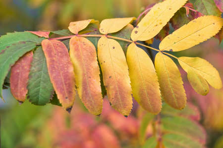 Red leaves of rowan on a blurred autumn background of nature. Rowan Branch in Octoberの写真素材