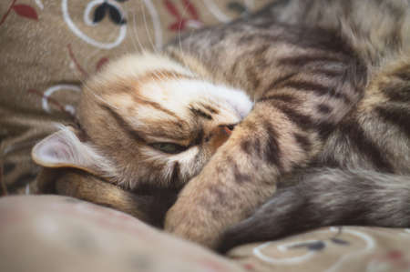 Cute portrait of a lazy sleeping striped beautiful cat. Young furry cat enjoy lying on the couch, bury oneself in the pawsの写真素材