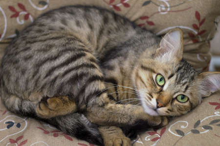 Cute portrait of a lazy sleeping striped beautiful cat. Young furry cat enjoy lying on the couch, bury oneself in the pawsの写真素材